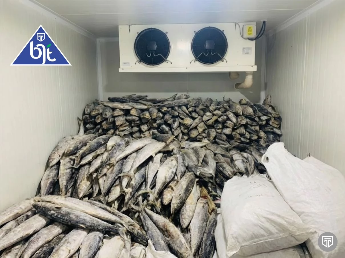 Solusi Cold Storage Modern untuk Perikanan di Kota Sibolga